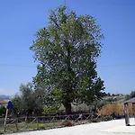 Il Vecchio Pioppo