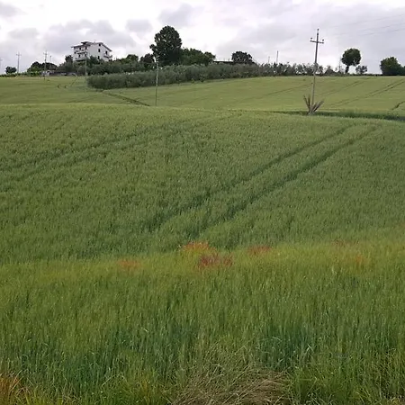 Il Vecchio Pioppo
