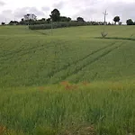 Il Vecchio Pioppo