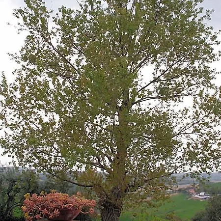 ファームステイ Il Vecchio Pioppo