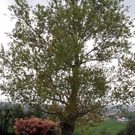 Il Vecchio Pioppo *