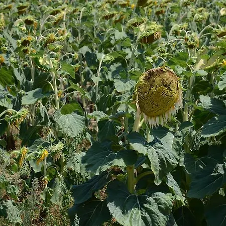 Séjour à la ferme Il Vecchio Pioppo *