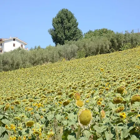 Il Vecchio Pioppo Fermo