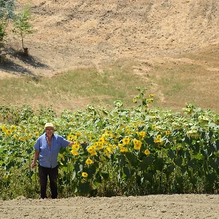 Il Vecchio Pioppo *