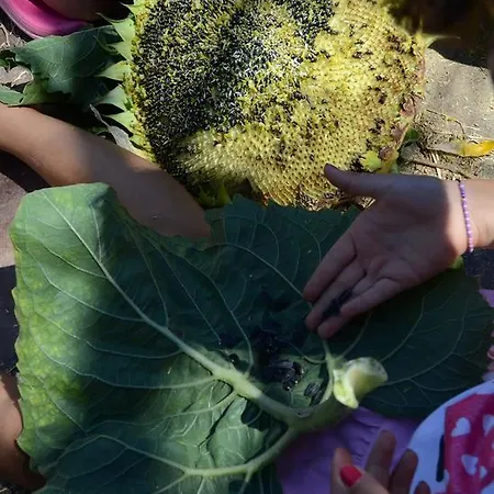 Il Vecchio Pioppo * Fermo